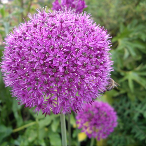 Purple spherical Alium flower