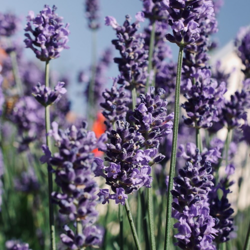 Deep purple lavendar flowers