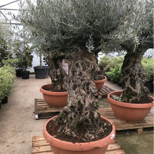 Mature Olive tress