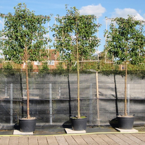 Espaliade fruit trees