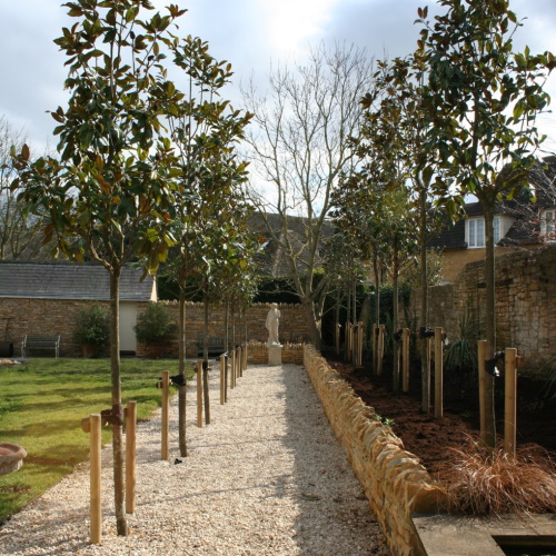 Avenue of young trees