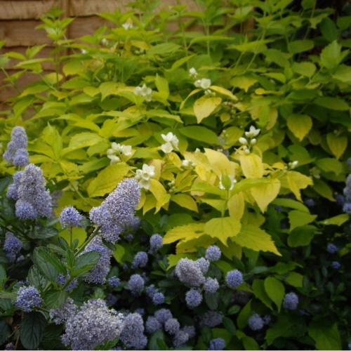 Ceanothus and Choysia