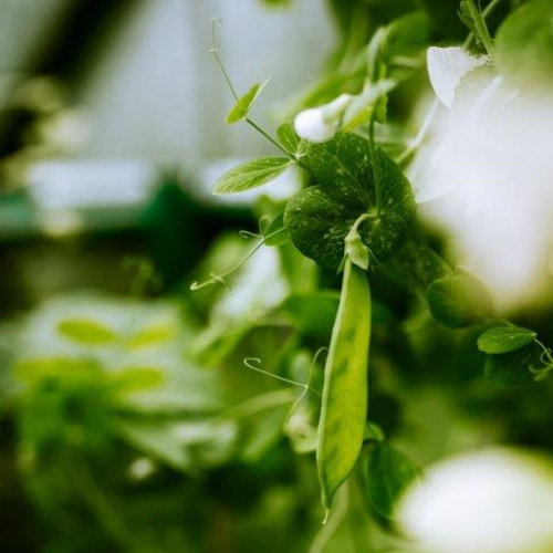 Pea shoot and bady pea pod