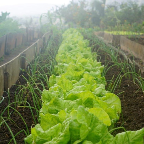 Letuce and chives