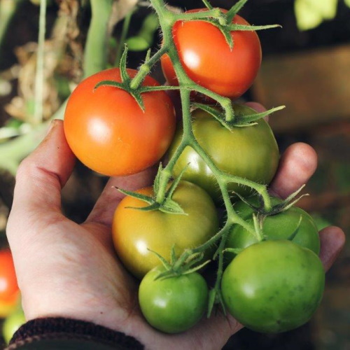 Ripening tomatoes