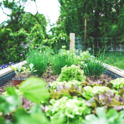 Herbs and letuce in a raised bed