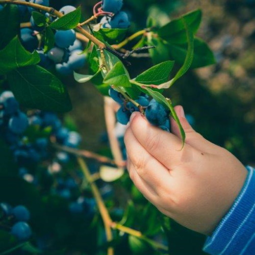 Ripe blueberries