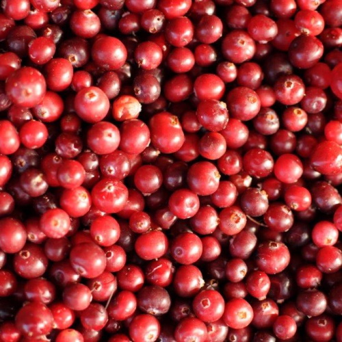 Ripe redcurrents