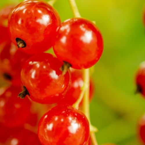 Ripe redcurrents