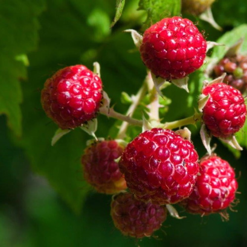 Ripe raspberries