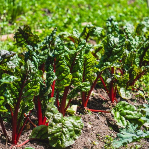 Rows of chard