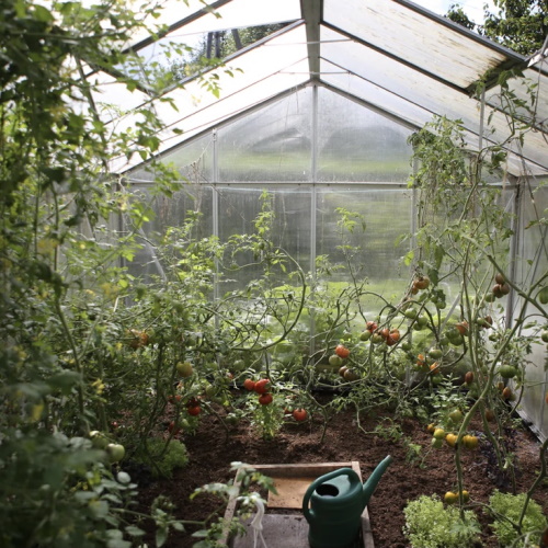 tomatoes growing in a greenhouse