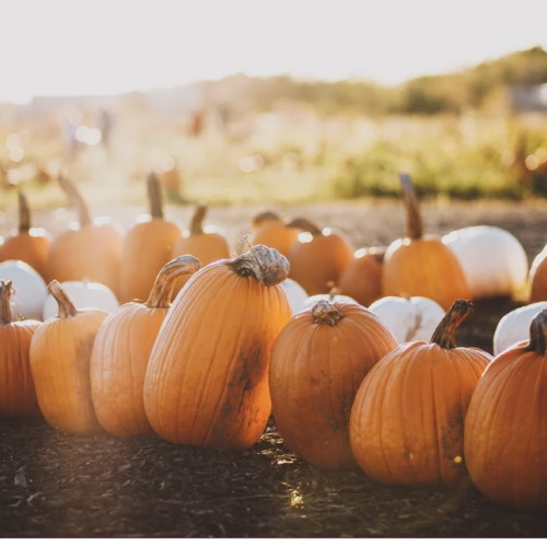 row of pumpkins