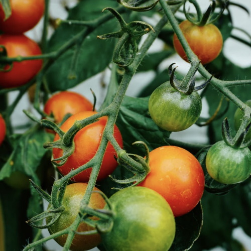 Ripening tomatoes