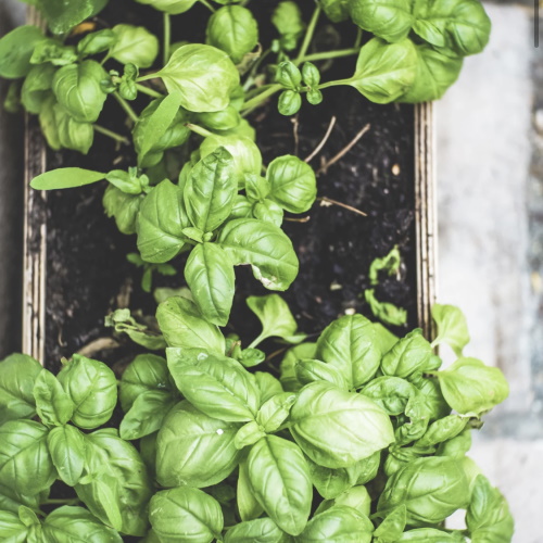 Basil planted in a box