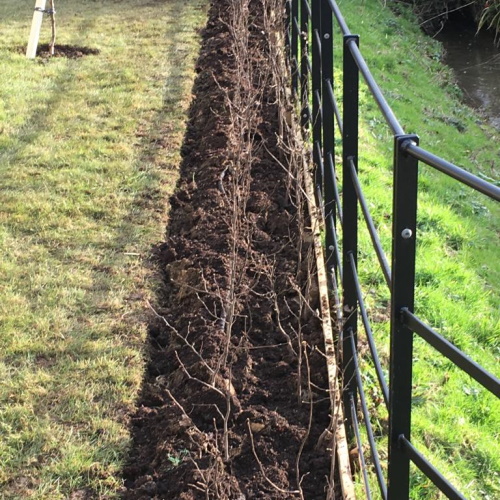 Beech hedging