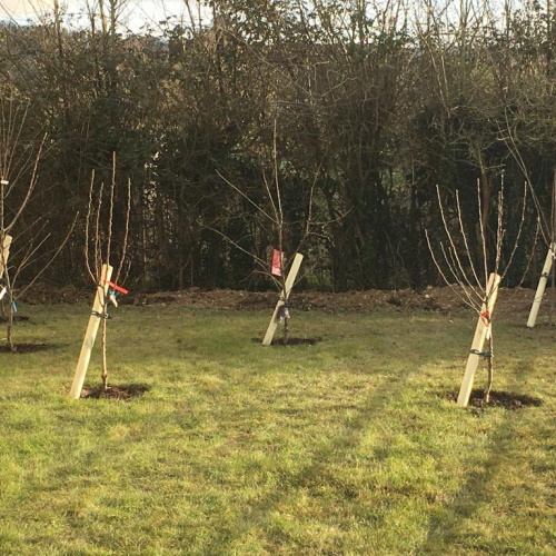 Young fruit trees