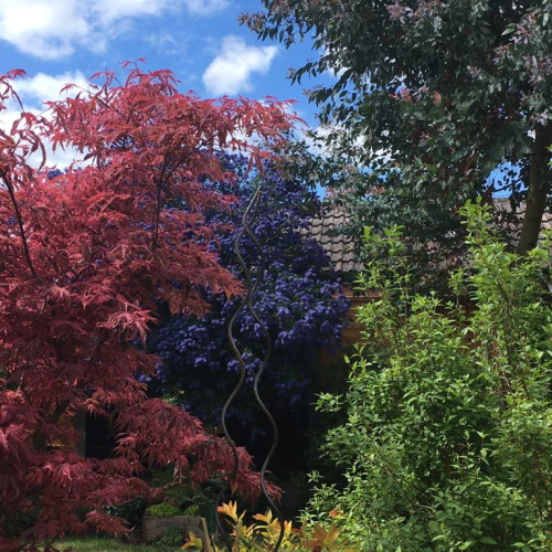 Ceanothus and Sambucus