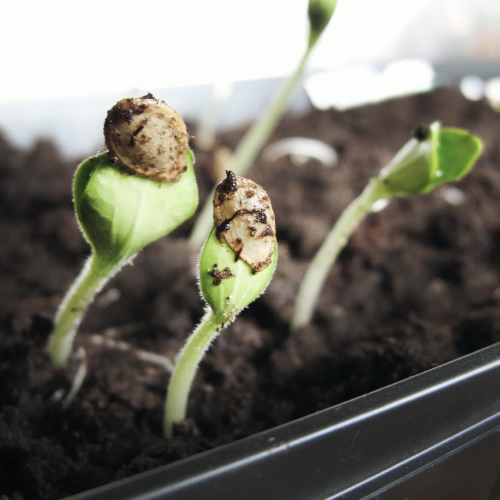 Germinating seads