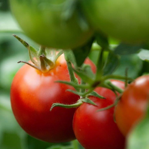 Ripening tomatoes