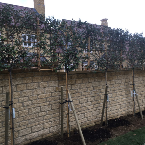 Espaliade hedging trees