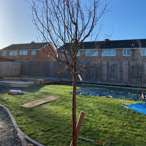 Betula Jacquemontii