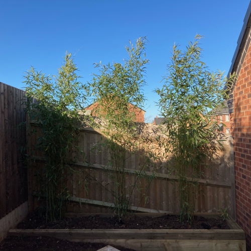 Line of bamboo plants