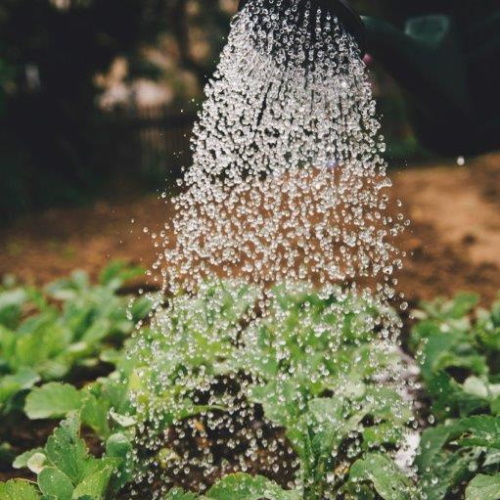 Watering strawberry plants