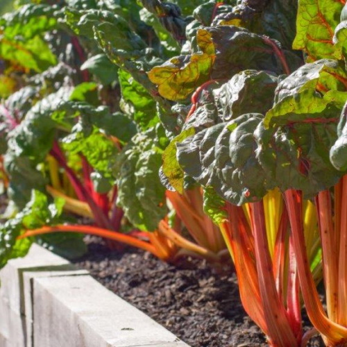 Swiss chard