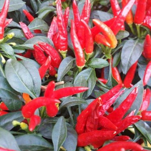 Red birdseye chillies