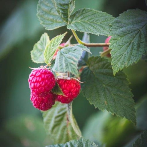 Ripe juciy raspberries