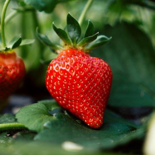 Ripe juciy red strawberry