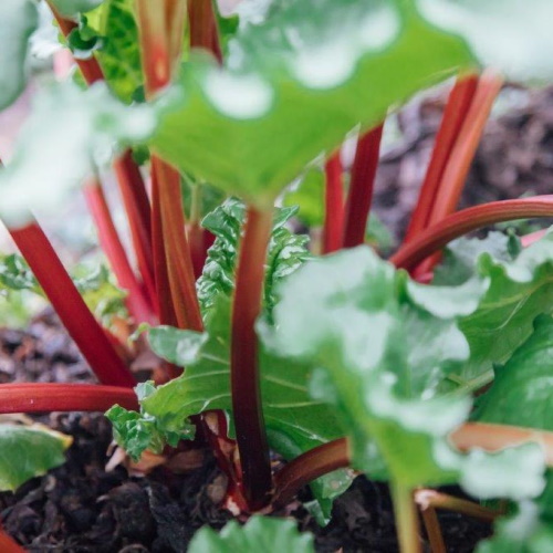 Rubarb plants